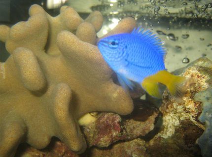 saltwater fish - chrysiptera parasema - yellowtail damselfish stocking in 4 gallons tank - Yellow Tailed Damsel saltwater fish - chrysiptera parasema - yellowtail damselfish stocking in 4 gallons tank - Yellow Tailed Damsel
