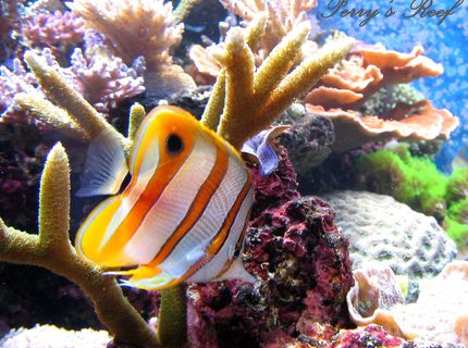 saltwater fish - chelmon rostratus - copperband butterflyfish stocking in 100 gallons tank - Chelmon Rostratus saltwater fish - chelmon rostratus - copperband butterflyfish stocking in 100 gallons tank - Chelmon Rostratus