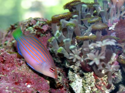 saltwater fish - pseudocheilinus hexataenia - six line wrasse stocking in 120 gallons tank - dawrasse saltwater fish - pseudocheilinus hexataenia - six line wrasse stocking in 120 gallons tank - dawrasse