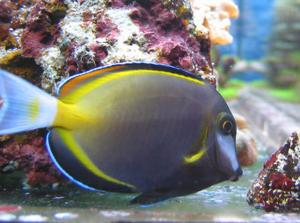 saltwater fish - acanthurus japonicus - powder brown tang stocking in 100 gallons tank - Acanthurus Japonicus saltwater fish - acanthurus japonicus - powder brown tang stocking in 100 gallons tank - Acanthurus Japonicus