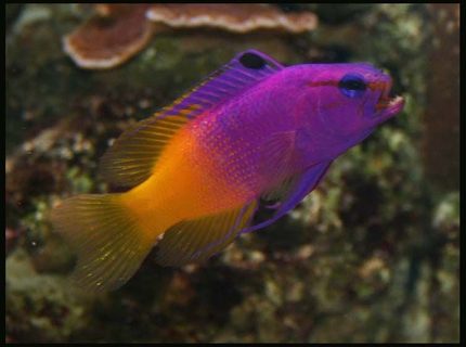 saltwater fish - gramma loreto - royal gramma basslet stocking in 35 gallons tank - Royal Grammer saltwater fish - gramma loreto - royal gramma basslet stocking in 35 gallons tank - Royal Grammer