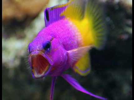 saltwater fish - gramma loreto - royal gramma basslet stocking in 35 gallons tank - Grammar Yawning saltwater fish - gramma loreto - royal gramma basslet stocking in 35 gallons tank - Grammar Yawning