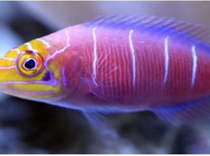 saltwater fish - pseudocheilinus ocellatus - mystery wrasse stocking in 500 gallons tank - Latin Name Pseudocheilinus ocellatus
Common Name Mystery Wrasse saltwater fish - pseudocheilinus ocellatus - mystery wrasse stocking in 500 gallons tank - Latin Name Pseudocheilinus ocellatus
Common Name Mystery Wrasse