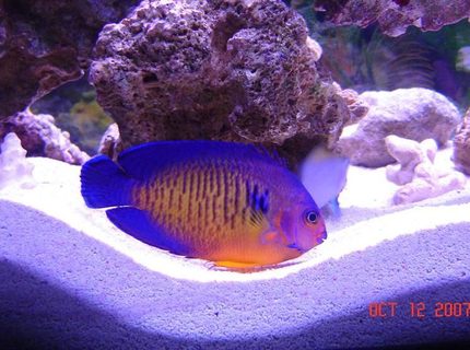 saltwater fish - centropyge bispinosa - coral beauty angelfish stocking in 75 gallons tank - My Coral Beauty saltwater fish - centropyge bispinosa - coral beauty angelfish stocking in 75 gallons tank - My Coral Beauty