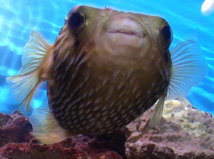 saltwater fish - diodon holocanthus - porcupine puffer stocking in 55 gallons tank - My Porcupine Puffer saltwater fish - diodon holocanthus - porcupine puffer stocking in 55 gallons tank - My Porcupine Puffer