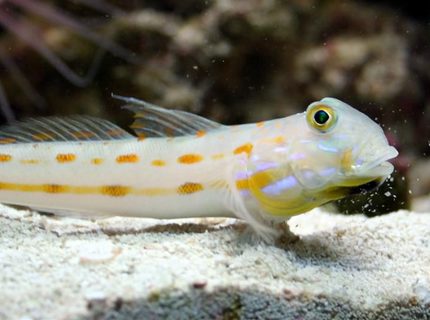 saltwater fish - valencienna puellaris - diamond watchman goby stocking in 24 gallons tank - drOrange Diamond Gobyibbling some sand off his lip saltwater fish - valencienna puellaris - diamond watchman goby stocking in 24 gallons tank - drOrange Diamond Gobyibbling some sand off his lip