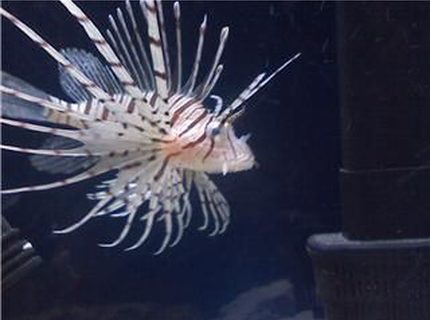 saltwater fish - pterois volitans - volitan lionfish stocking in 45 gallons tank - One of my 2 Lionfish saltwater fish - pterois volitans - volitan lionfish stocking in 45 gallons tank - One of my 2 Lionfish