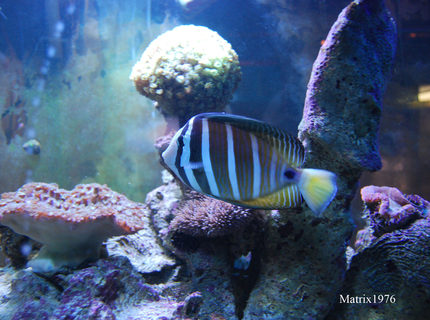 saltwater fish - zebrasoma veliferum - sailfin tang stocking in 280 gallons tank - Sailfin Tang saltwater fish - zebrasoma veliferum - sailfin tang stocking in 280 gallons tank - Sailfin Tang