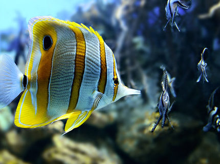 saltwater fish - chelmon rostratus - copperband butterflyfish stocking in 46 gallons tank - Copper Banded Butterfly saltwater fish - chelmon rostratus - copperband butterflyfish stocking in 46 gallons tank - Copper Banded Butterfly