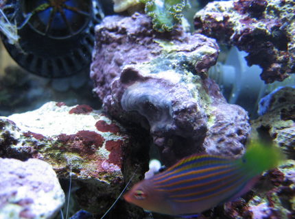 saltwater fish - pseudocheilinus hexataenia - six line wrasse stocking in 75 gallons tank - Watch close above my fish! WTF is that?!
Looks like a target,,IDK.. saltwater fish - pseudocheilinus hexataenia - six line wrasse stocking in 75 gallons tank - Watch close above my fish! WTF is that?!
Looks like a target,,IDK..