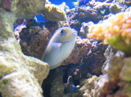 saltwater fish - naso vlamingii - vlamingii tang stocking in 125 gallons tank - my vlamingi tang saltwater fish - naso vlamingii - vlamingii tang stocking in 125 gallons tank - my vlamingi tang