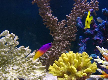 saltwater fish - gramma loreto - royal gramma basslet stocking in 105 gallons tank - Gramma Loretto with a friend saltwater fish - gramma loreto - royal gramma basslet stocking in 105 gallons tank - Gramma Loretto with a friend