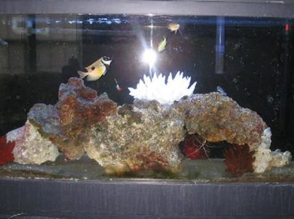 saltwater fish - siganus unimaculatus - one spot foxface stocking in 55 gallons tank - Updated my 55g with more live rock and new fish. saltwater fish - siganus unimaculatus - one spot foxface stocking in 55 gallons tank - Updated my 55g with more live rock and new fish.