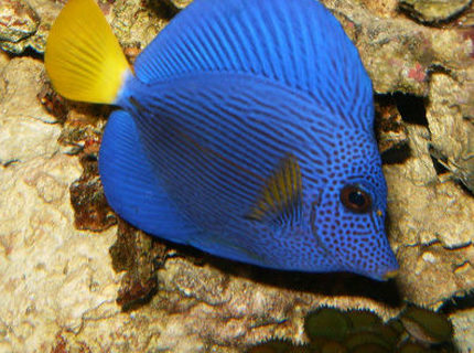 saltwater fish - zebrasoma xanthurum - purple tang stocking in 72 gallons tank - My purple tang swimming about. saltwater fish - zebrasoma xanthurum - purple tang stocking in 72 gallons tank - My purple tang swimming about.
