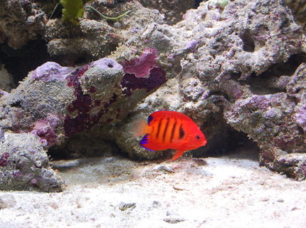 saltwater fish - centropyge loriculus - flame angelfish stocking in 40 gallons tank - My Flame Angel saltwater fish - centropyge loriculus - flame angelfish stocking in 40 gallons tank - My Flame Angel
