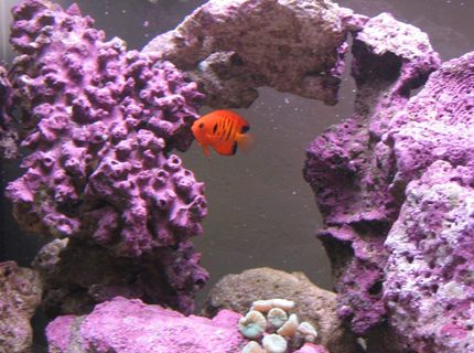 saltwater fish - centropyge loriculus - flame angelfish stocking in 125 gallons tank - Flame Angel saltwater fish - centropyge loriculus - flame angelfish stocking in 125 gallons tank - Flame Angel