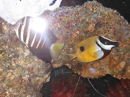 saltwater fish - siganus unimaculatus - one spot foxface stocking in 55 gallons tank - My One Spot Foxface saltwater fish - siganus unimaculatus - one spot foxface stocking in 55 gallons tank - My One Spot Foxface