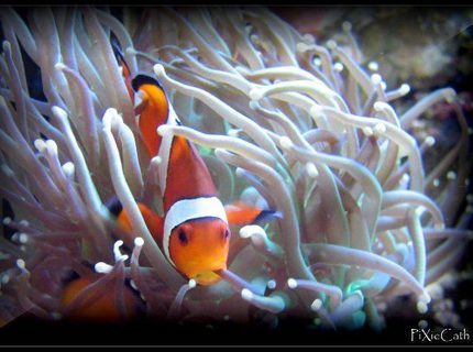 saltwater fish - amphiprion ocellaris - ocellaris clownfish stocking in 125 gallons tank - Ocellaris saltwater fish - amphiprion ocellaris - ocellaris clownfish stocking in 125 gallons tank - Ocellaris