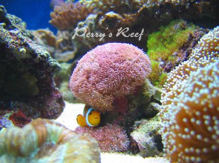 saltwater fish - amphiprion ocellaris - ocellaris clownfish stocking in 100 gallons tank - ocellaris2 saltwater fish - amphiprion ocellaris - ocellaris clownfish stocking in 100 gallons tank - ocellaris2