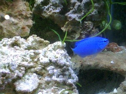 saltwater fish - chrysiptera cyanea - blue damselfish stocking in 55 gallons tank - Blue Damsel saltwater fish - chrysiptera cyanea - blue damselfish stocking in 55 gallons tank - Blue Damsel