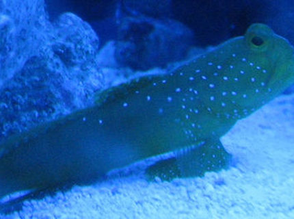 saltwater fish - cryptocentrus cinctus - yellow watchman goby stocking in 55 gallons tank - watchman keeping a lookout saltwater fish - cryptocentrus cinctus - yellow watchman goby stocking in 55 gallons tank - watchman keeping a lookout
