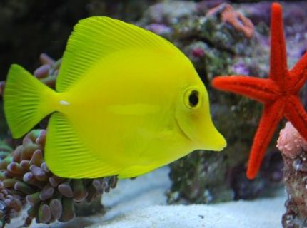 saltwater fish - zebrasoma flavescens - yellow tang - hawaii stocking in 60 gallons tank - Yellow tang swimming along saltwater fish - zebrasoma flavescens - yellow tang - hawaii stocking in 60 gallons tank - Yellow tang swimming along
