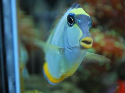saltwater fish - acanthurus leucosternon - powder blue tang stocking in 60 gallons tank - He has his own little personailty - It's great (IF YOU DO NOT LIKE OUR PICTURES THEN YOU DO NOT HAVE TO LOOK AT THEM, BUT VOTING 0 IS VERY NEGATIVE ON YOUR PART) PLEASE JUST MOVE ON - THANKS!!!! saltwater fish - acanthurus leucosternon - powder blue tang stocking in 60 gallons tank - He has his own little personailty - It's great (IF YOU DO NOT LIKE OUR PICTURES THEN YOU DO NOT HAVE TO LOOK AT THEM, BUT VOTING 0 IS VERY NEGATIVE ON YOUR PART) PLEASE JUST MOVE ON - THANKS!!!!