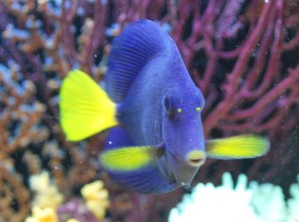 saltwater fish - zebrasoma xanthurum - purple tang stocking in 60 gallons tank - Purple Tang (Prince) saltwater fish - zebrasoma xanthurum - purple tang stocking in 60 gallons tank - Purple Tang (Prince)