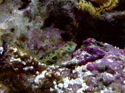 saltwater fish - synchiropus picturatus - spotted mandarin stocking in 55 gallons tank - target goby saltwater fish - synchiropus picturatus - spotted mandarin stocking in 55 gallons tank - target goby