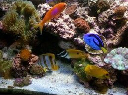 saltwater fish - siganus unimaculatus - one spot foxface stocking in 75 gallons tank - my regal, anthius,fox face, and mimic tang, and copper band saltwater fish - siganus unimaculatus - one spot foxface stocking in 75 gallons tank - my regal, anthius,fox face, and mimic tang, and copper band