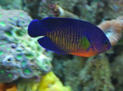 saltwater fish - centropyge bispinosa - coral beauty angelfish stocking in 60 gallons tank - Coral Beauty saltwater fish - centropyge bispinosa - coral beauty angelfish stocking in 60 gallons tank - Coral Beauty