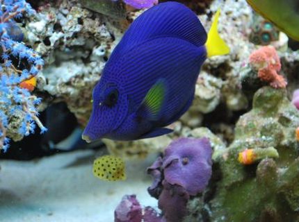 saltwater fish - zebrasoma xanthurum - purple tang stocking in 60 gallons tank - Purple tang (We call Prince), and mini box fish (We call Square pants) saltwater fish - zebrasoma xanthurum - purple tang stocking in 60 gallons tank - Purple tang (We call Prince), and mini box fish (We call Square pants)