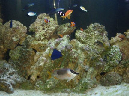 saltwater fish - siganus magnifica - magnificent foxface stocking in 144 gallons tank - 144 gallon half-circle saltwater fish - siganus magnifica - magnificent foxface stocking in 144 gallons tank - 144 gallon half-circle