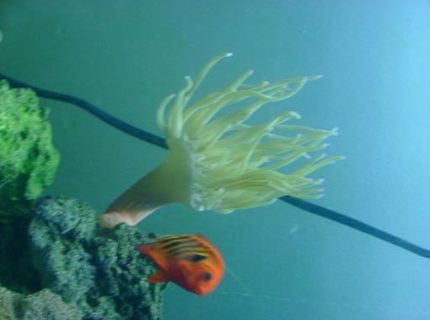 saltwater fish - centropyge loriculus - flame angelfish stocking in 157 gallons tank - anemone saltwater fish - centropyge loriculus - flame angelfish stocking in 157 gallons tank - anemone
