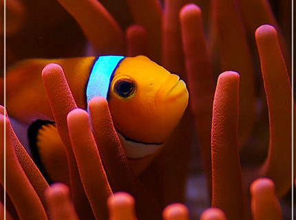 saltwater fish - amphiprion percula - true percula clownfish stocking in 150 gallons tank - false percula hosting in a RBTA saltwater fish - amphiprion percula - true percula clownfish stocking in 150 gallons tank - false percula hosting in a RBTA