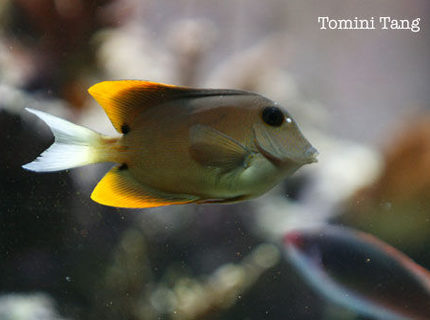 saltwater fish - ctenochaetus tominiensis - bristletooth tomini tang stocking in 120 gallons tank - Tomini tang saltwater fish - ctenochaetus tominiensis - bristletooth tomini tang stocking in 120 gallons tank - Tomini tang