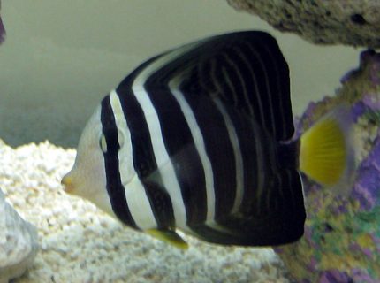 saltwater fish - zebrasoma veliferum - sailfin tang stocking in 55 gallons tank - My Sailfin Tang 5-6 inches saltwater fish - zebrasoma veliferum - sailfin tang stocking in 55 gallons tank - My Sailfin Tang 5-6 inches