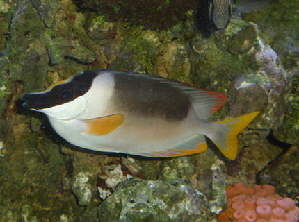 saltwater fish - siganus magnifica - magnificent foxface stocking in 144 gallons tank - Majestic Foxface saltwater fish - siganus magnifica - magnificent foxface stocking in 144 gallons tank - Majestic Foxface