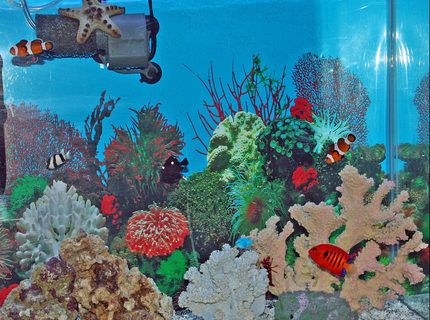 saltwater fish - centropyge loriculus - flame angelfish stocking in 55 gallons tank - my fish saltwater fish - centropyge loriculus - flame angelfish stocking in 55 gallons tank - my fish