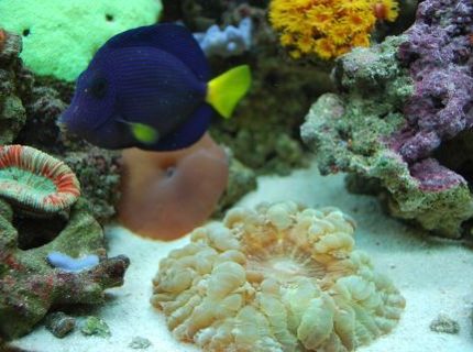 saltwater fish - zebrasoma xanthurum - purple tang stocking in 60 gallons tank - Scolenia is taking over the tank after a few weeks saltwater fish - zebrasoma xanthurum - purple tang stocking in 60 gallons tank - Scolenia is taking over the tank after a few weeks