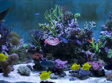 saltwater fish - zebrasoma flavescens - yellow tang - hawaii stocking in 400 gallons tank - 7.5 ft Long - 3 ft Wide - 2.5ft High
6 Ft Sump = 400 UK Gallons
8 Streams all hidden in Weirs
GHL Profilux
4 * 400 Watt Halides with Coralview Electronic Ballasts and Luminarc 3 Reflectors. Currently using 20k Radium lamps
Aquamedic 5000 Twin Skimmer
Aquamedic Titan 2000 Chiller
2 * 150 gallon water change VATS saltwater fish - zebrasoma flavescens - yellow tang - hawaii stocking in 400 gallons tank - 7.5 ft Long - 3 ft Wide - 2.5ft High
6 Ft Sump = 400 UK Gallons
8 Streams all hidden in Weirs
GHL Profilux
4 * 400 Watt Halides with Coralview Electronic Ballasts and Luminarc 3 Reflectors. Currently using 20k Radium lamps
Aquamedic 5000 Twin Skimmer
Aquamedic Titan 2000 Chiller
2 * 150 gallon water change VATS