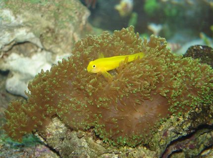 saltwater fish - gobiodon okinawae - clown goby, yellow stocking in 76 gallons tank - Goby hanging out saltwater fish - gobiodon okinawae - clown goby, yellow stocking in 76 gallons tank - Goby hanging out