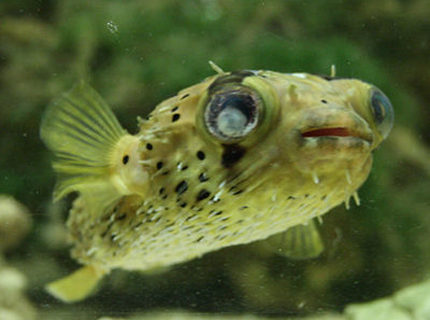 saltwater fish - diodon holocanthus - porcupine puffer stocking in 220 gallons tank - My one eyed Porcupine Puffer. She was damaged in transit to the shop, so my vet nurse girlfriend couldn't resist taking on the wounded! saltwater fish - diodon holocanthus - porcupine puffer stocking in 220 gallons tank - My one eyed Porcupine Puffer. She was damaged in transit to the shop, so my vet nurse girlfriend couldn't resist taking on the wounded!