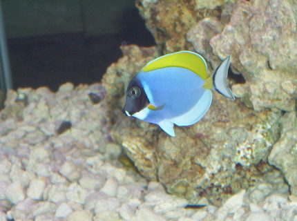 saltwater fish - acanthurus leucosternon - powder blue tang stocking in 75 gallons tank - Powder Blue Tang saltwater fish - acanthurus leucosternon - powder blue tang stocking in 75 gallons tank - Powder Blue Tang
