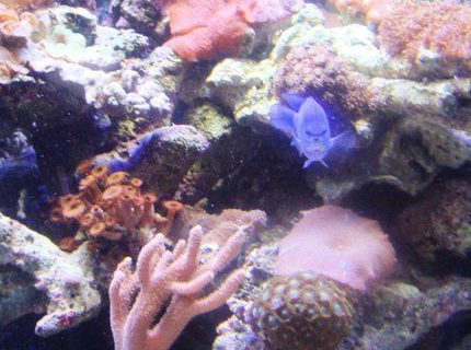 saltwater fish - chrysiptera cyanea - blue damselfish stocking in 46 gallons tank - the blue damsel is a ham saltwater fish - chrysiptera cyanea - blue damselfish stocking in 46 gallons tank - the blue damsel is a ham