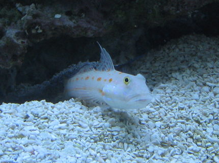 saltwater fish - valencienna puellaris - diamond watchman goby stocking in 500 gallons tank - Diamond Goby emerging from his burrow saltwater fish - valencienna puellaris - diamond watchman goby stocking in 500 gallons tank - Diamond Goby emerging from his burrow