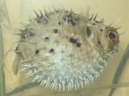 saltwater fish - diodon holocanthus - porcupine puffer stocking in 55 gallons tank - Porcupine Puffer (named Grim) Puffed up
Diodon Holacanthus
New2hobby saltwater fish - diodon holocanthus - porcupine puffer stocking in 55 gallons tank - Porcupine Puffer (named Grim) Puffed up
Diodon Holacanthus
New2hobby