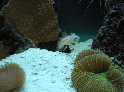 saltwater fish - valencienna puellaris - diamond watchman goby stocking in 55 gallons tank - Diamond Back Goby.
SHAME ON YOU !!!!!!!!! saltwater fish - valencienna puellaris - diamond watchman goby stocking in 55 gallons tank - Diamond Back Goby.
SHAME ON YOU !!!!!!!!!
