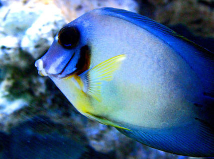 saltwater fish - acanthurus pyroferus - chocolate tang stocking in 300 gallons tank - Choclate Tang saltwater fish - acanthurus pyroferus - chocolate tang stocking in 300 gallons tank - Choclate Tang