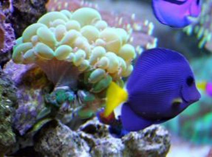 saltwater fish - zebrasoma xanthurum - purple tang stocking in 210 gallons tank - Purple Tang - SURVIVOR he has been hell and back. Love this fish!!! saltwater fish - zebrasoma xanthurum - purple tang stocking in 210 gallons tank - Purple Tang - SURVIVOR he has been hell and back. Love this fish!!!